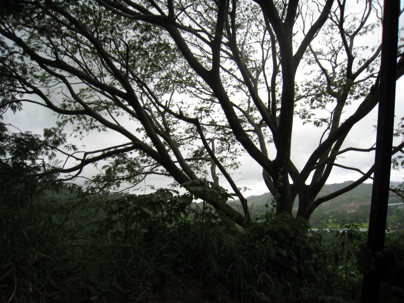 ../Images/Costa Rica's National Tree.jpg